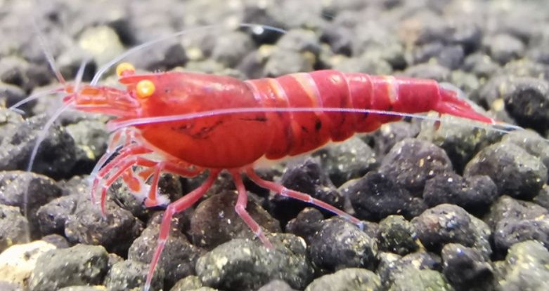 Caridina red devil oe