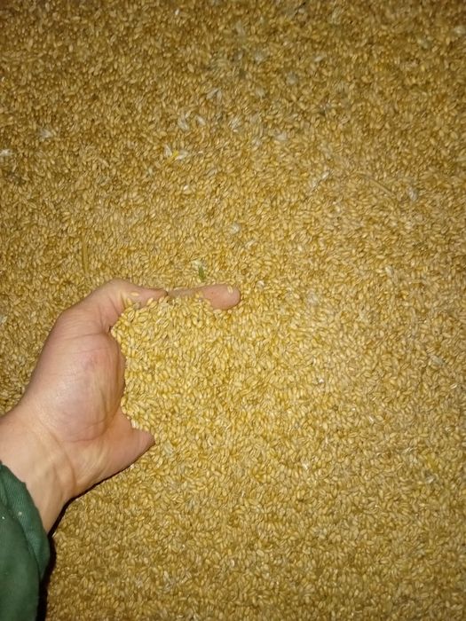 Pszenica konsumpcyjna 2025