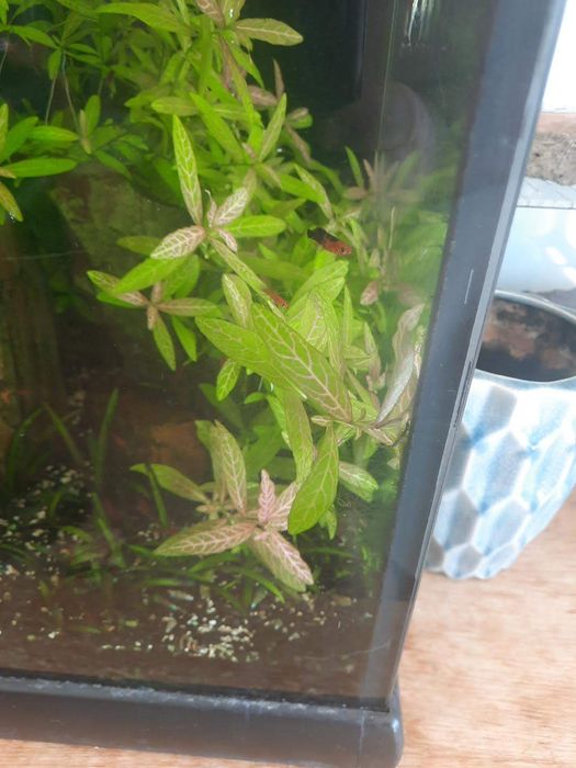 Planta aquario Hygrophila polysperma ‘Sunset