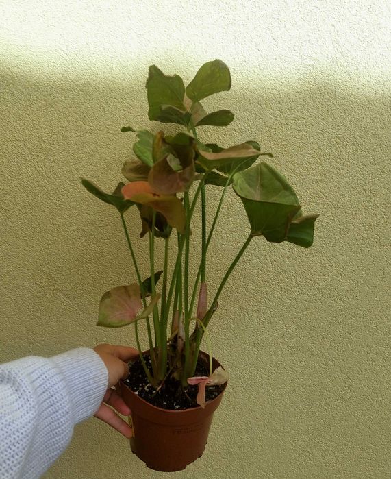 [Planta] Syngonium Neon Rosa