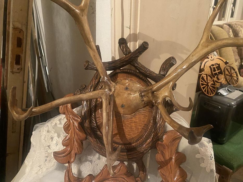 Настенные оленьи рога (настоящие лакированные)