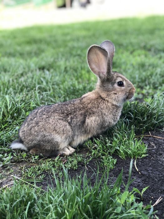 Кролики  самки,  самці та молодняк!
