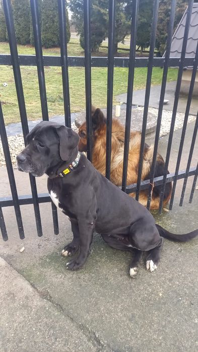 Jenny suka o wielkim sercu