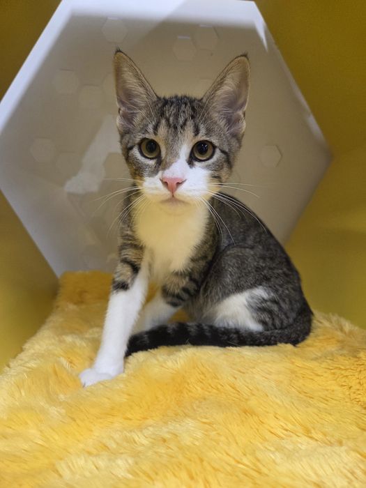 Смугастий сіро-білий хлопчик кошеня кіт кот шукає дім