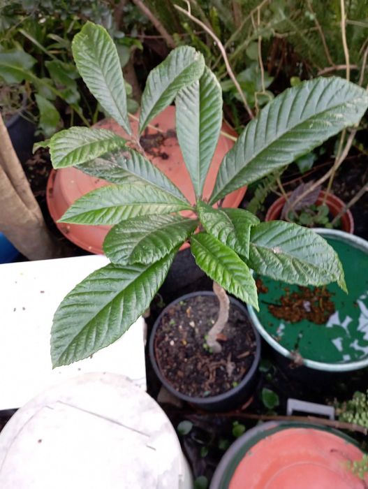 Nespereira + 1.50Mt height64585179413249121