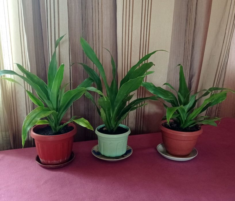 Юкка (драцена) цветущая