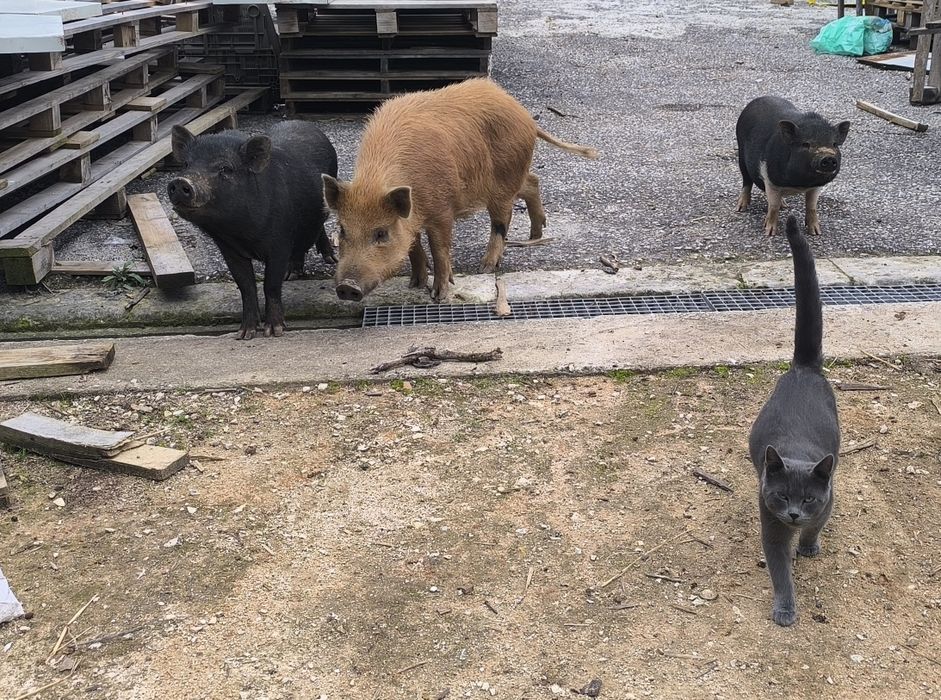 Porca vietnamita prenha