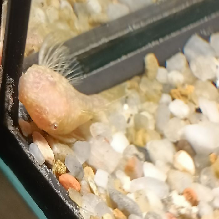 Glonojad ancistrus albino 3-4cm