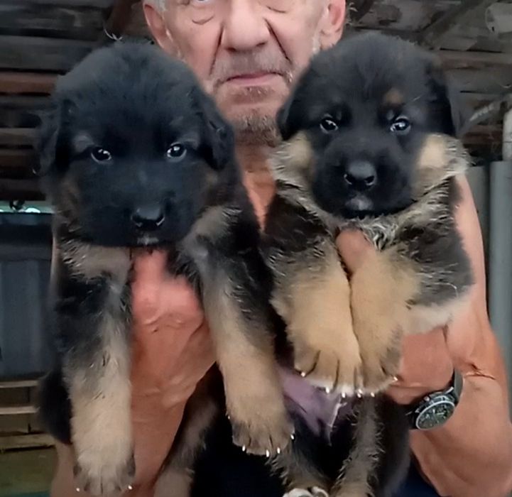 Малыши с родословной от роскошной пары из питомника.