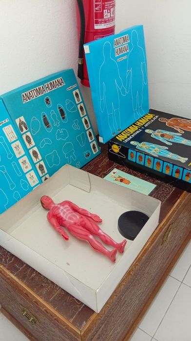 Conjunto jogo Boneco Corpo humano anatomia corporal