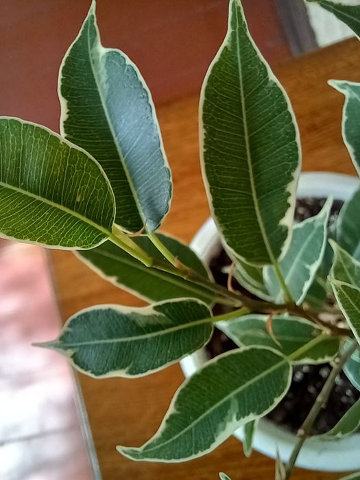 Фикус Нина, 36см