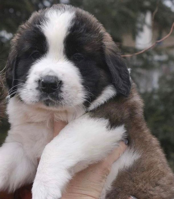 Настоящие. Идеально выращены.Документы.Цена-качество-гарантия