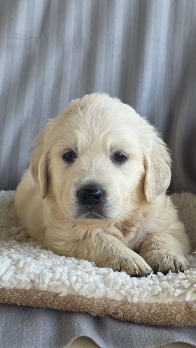 Golden Retriever fêmea disponível