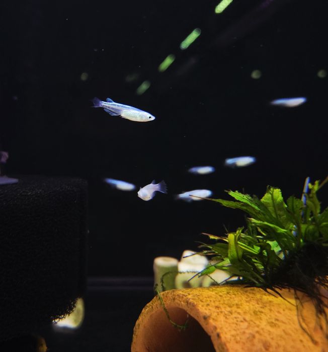 Ryżanka japońska platinium white