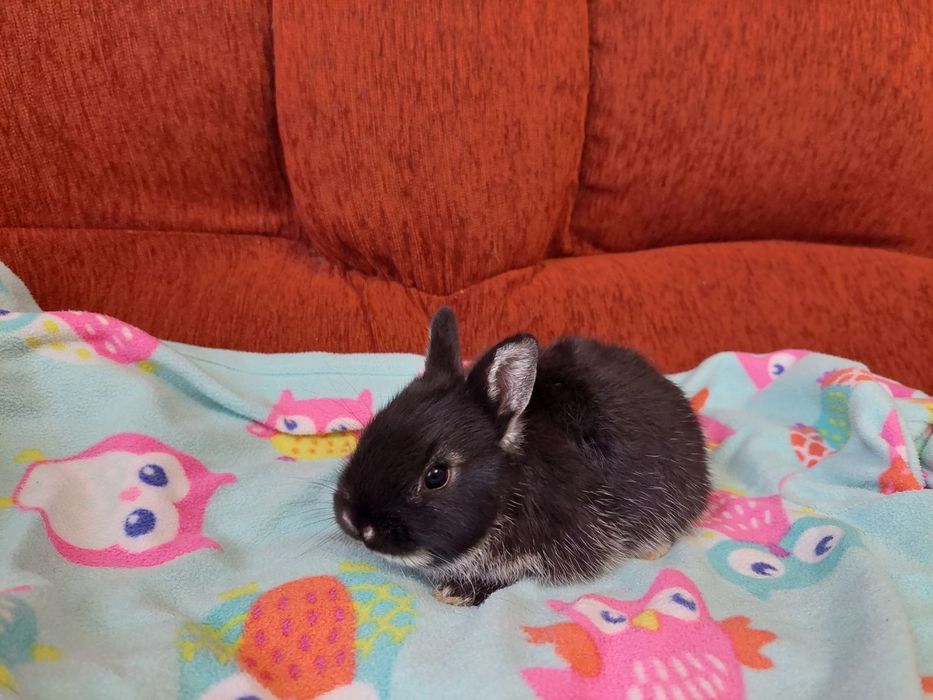 Нідерландські міні кролики