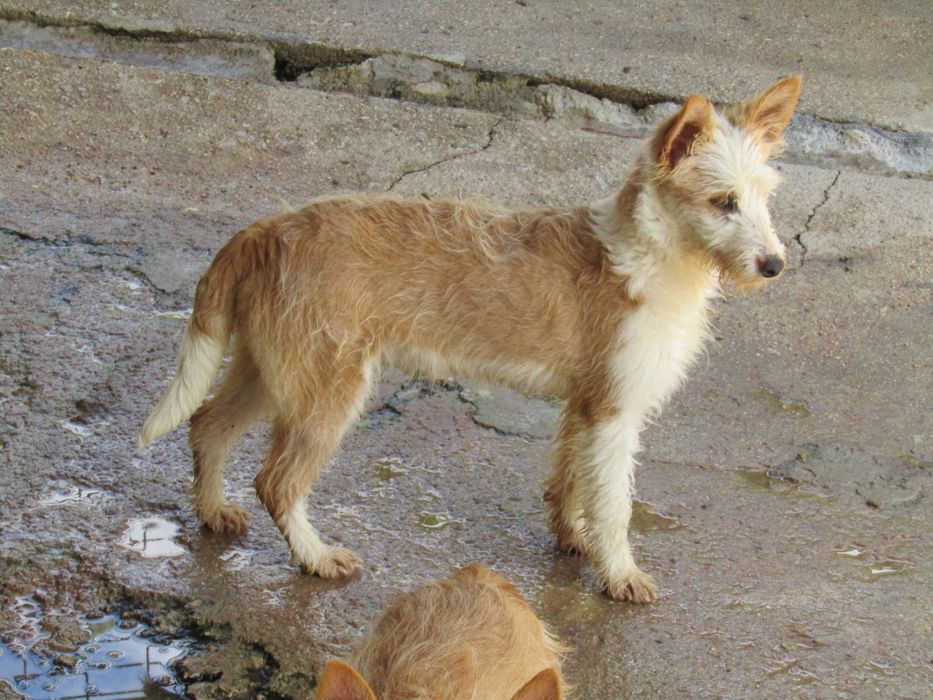 Fêmea Podengo Português Médio Cerdoso LOP/Pedigree/Afixo.
