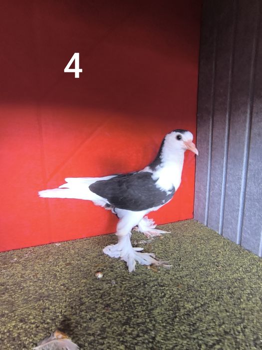 Pombos fantasia várias raças