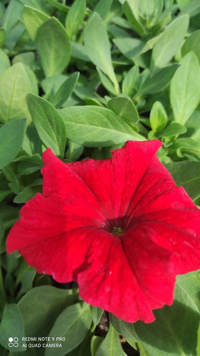 Продам цветы петуния