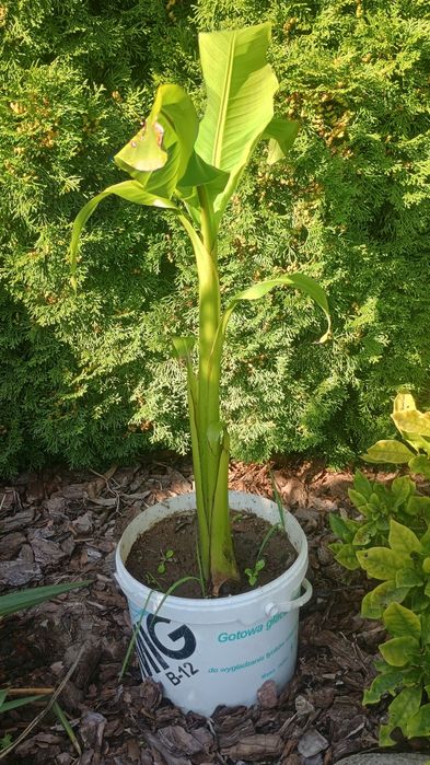 Sadzonka bananowiec