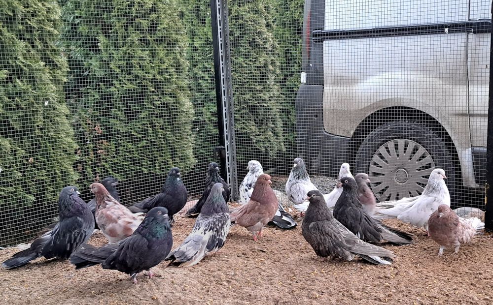 Orliki mikolajewskie nikolajewskie tarczowe