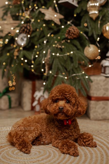 Той пудель КСУ в‘язка