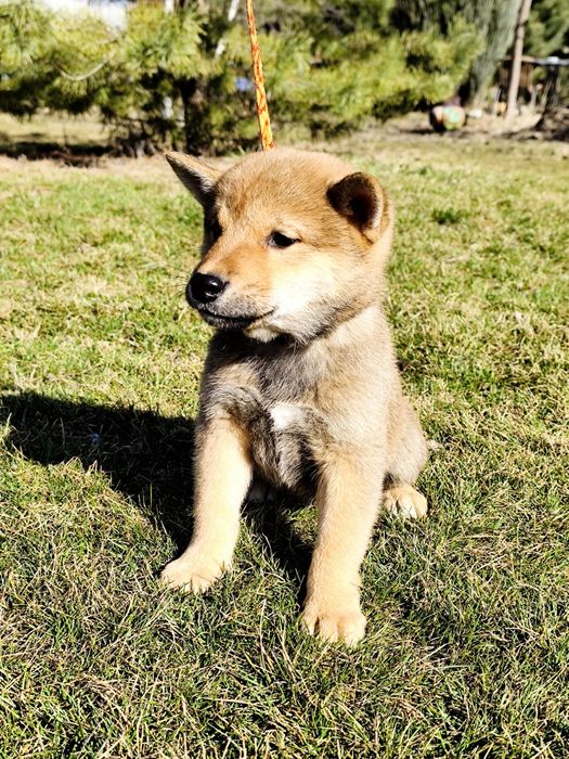 Гарнесенький хлопчик Шиба/ Сіба Іну