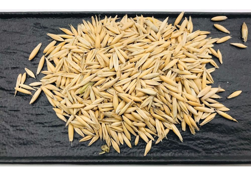 Овес віяний чистий