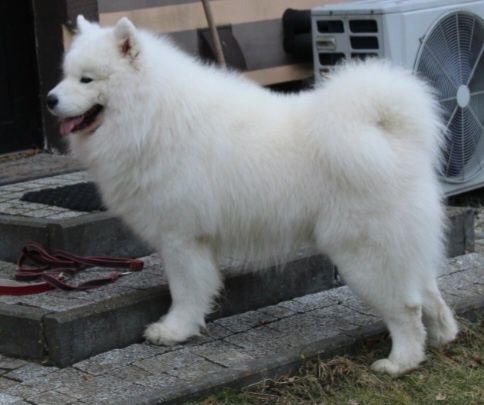 Samoyed/Samojed Reproduktor