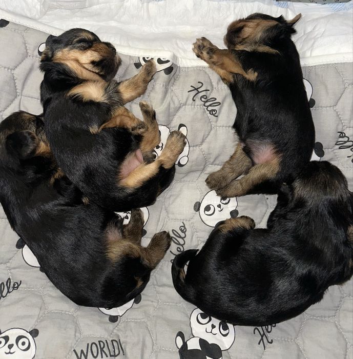 Йоршерский терьер щенки