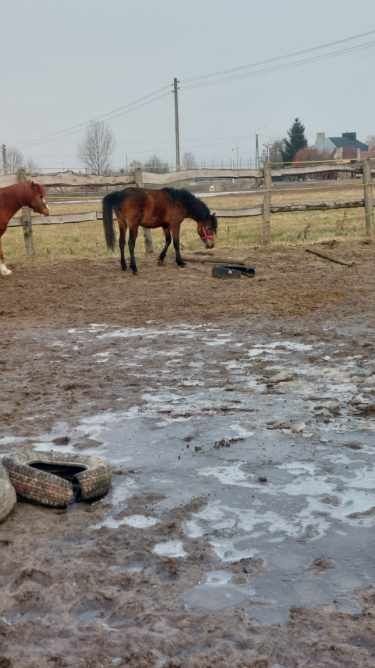 Klacz huculska hucuł