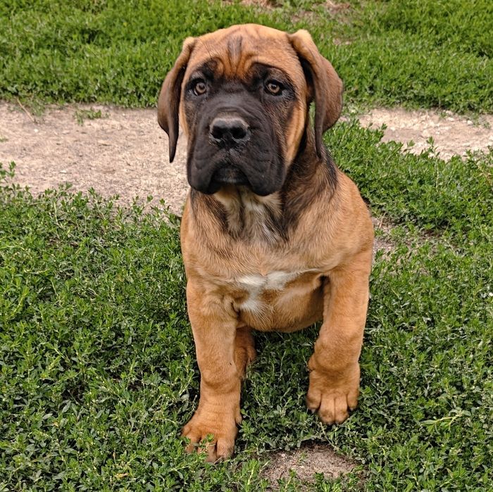 Cane Corso Italiano płowa suczka z nalotem