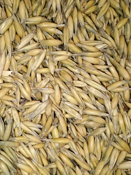 Sprzedam owies jary.