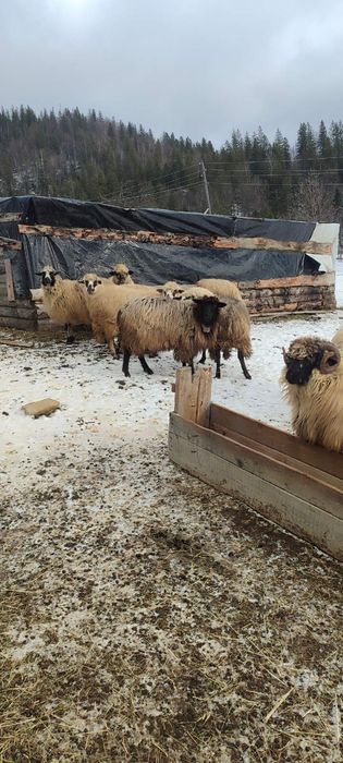 Продаються вівці