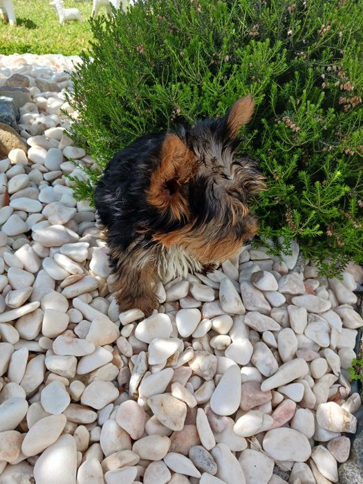 Yorkshire terrier macho