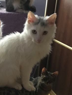 Кіт. Кошеня. Киця