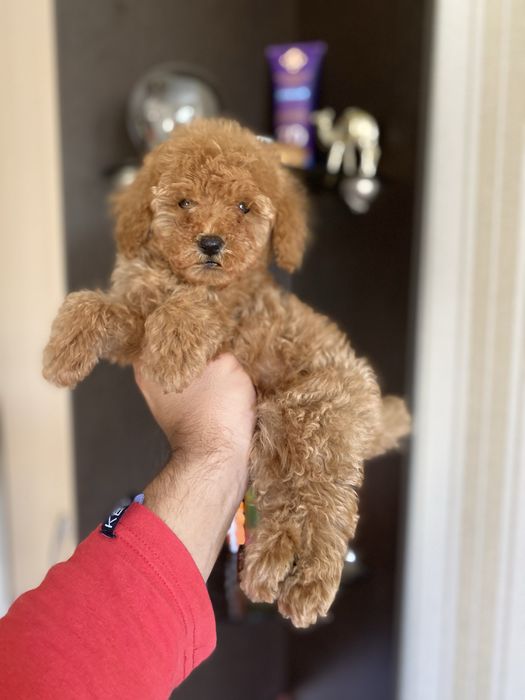 Мальтіпу(мальтипу) цуценятка милі і гарні