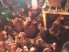 Курка, кури, курочка ,курочки