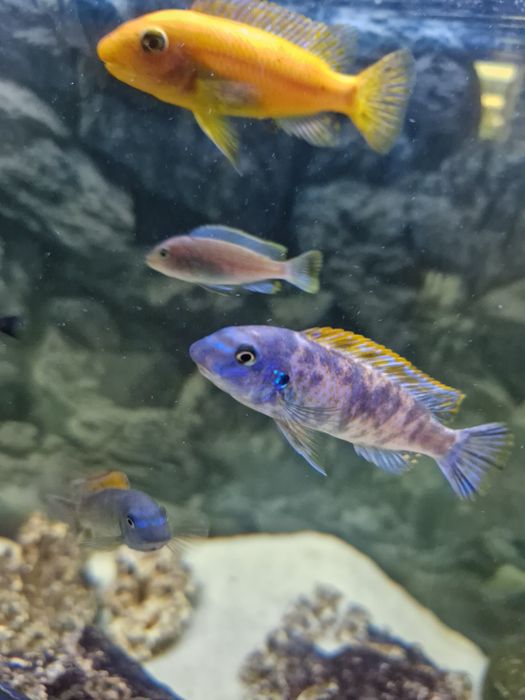 Cilcideos africanos