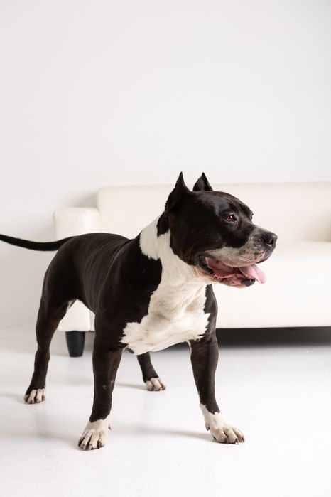 Кобель для вязки