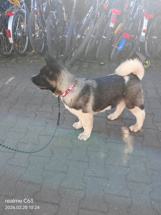 Gotowy do przeprowadzki do nowego domu Akita AmerykańskaFSI.