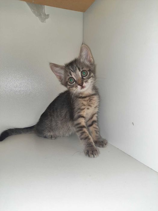 Кошенята британські