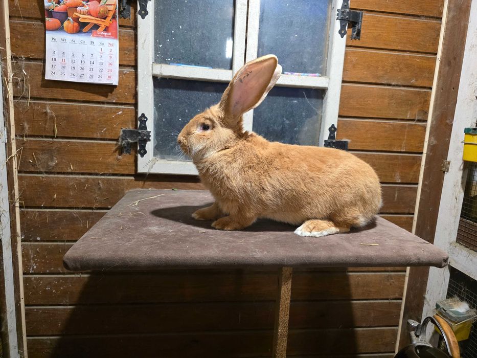 Olbrzym belgijski zolty