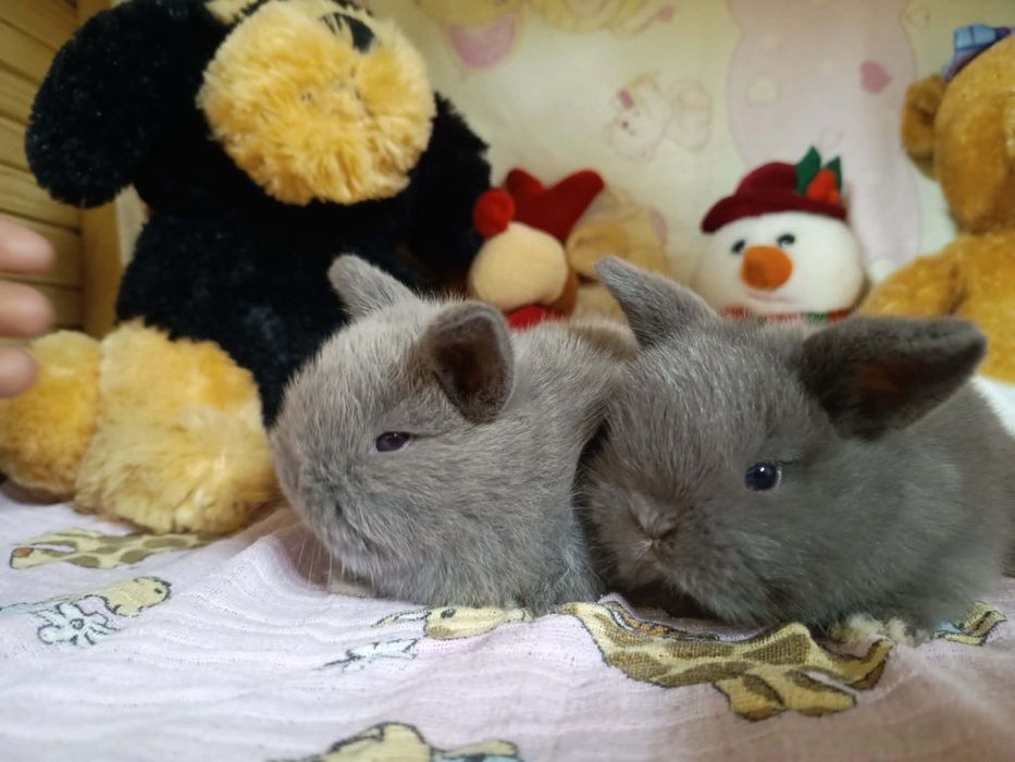 Sprzedam króliczki mini loop mini lop