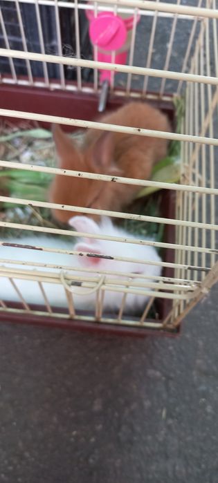 Кролики карликовые