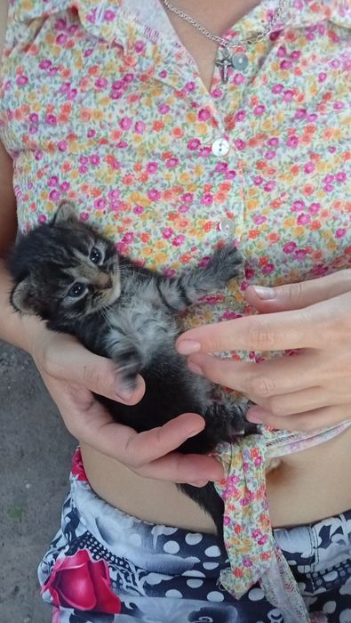 Віддам кошенят у добрі руки