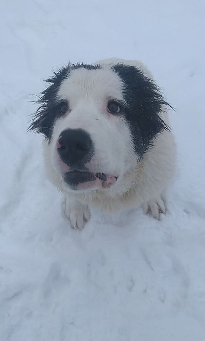 Вязка Среднеазиатского  Алабая,корни Туркменские