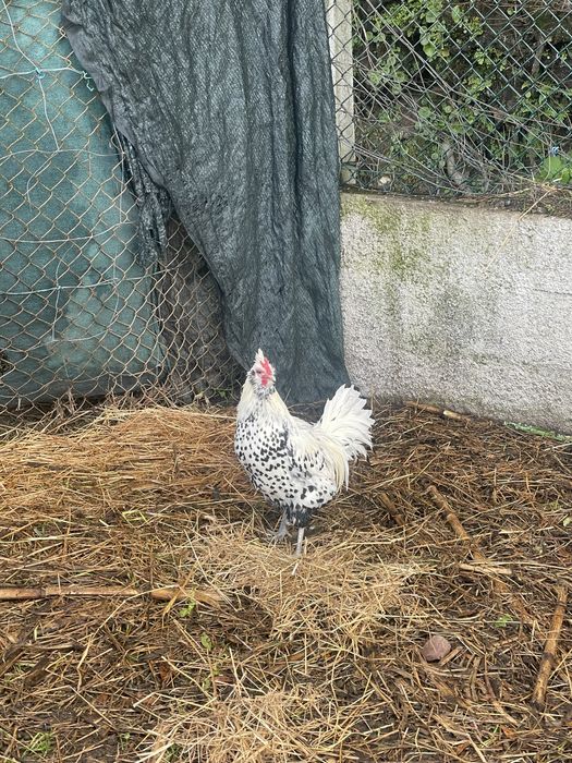 Garnizo appenzeller spitzhauben