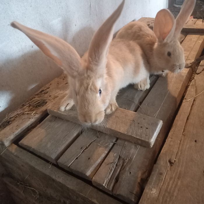 Sprzedam króliki i kury.