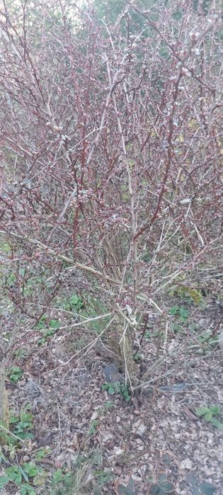 PIILNIE Rhododendron berberys pęcherzyca