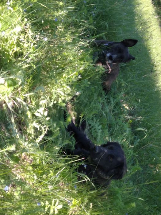 Терміново! Собака шукає новий дім